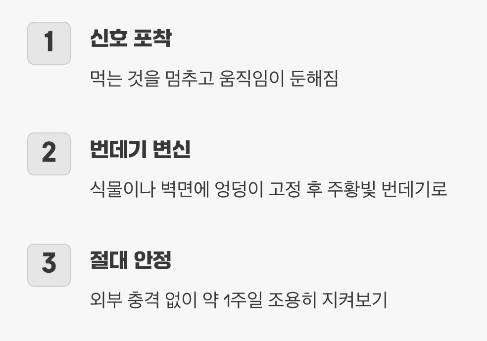 변신의 시간, 번데기 되기