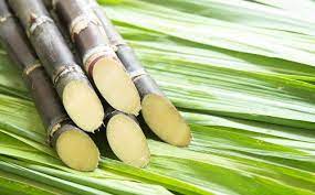 폴리코사놀 효능 부작용 (3주 섭취 후기)