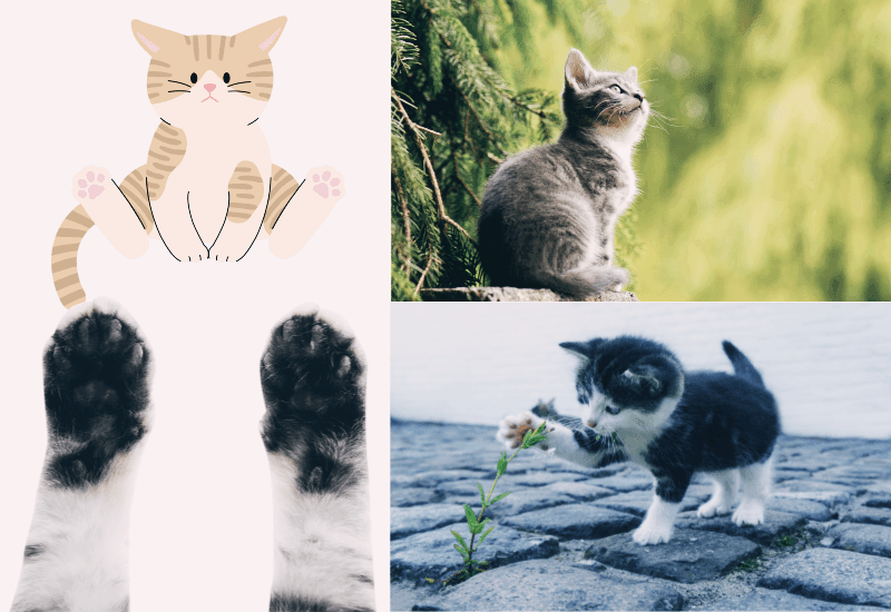 고양이. 역사와 생태