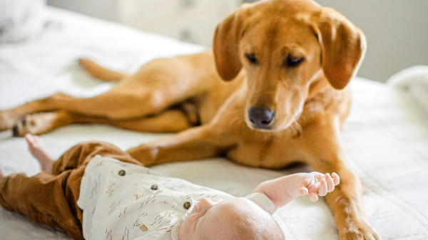 아기와 함께 있는 강아지