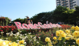 5월 강추 꽃 축제