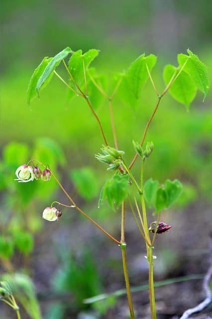 천궁(川芎)의 전통 효능과 두통 완화 연구