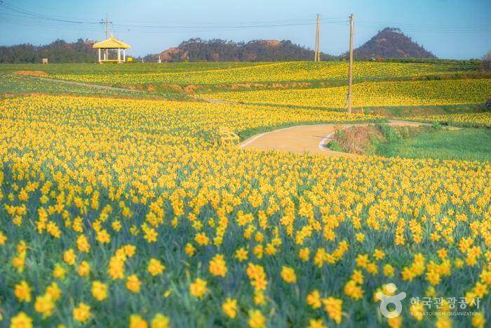 2024 섬 수선화 축제 기본 일정과 소개