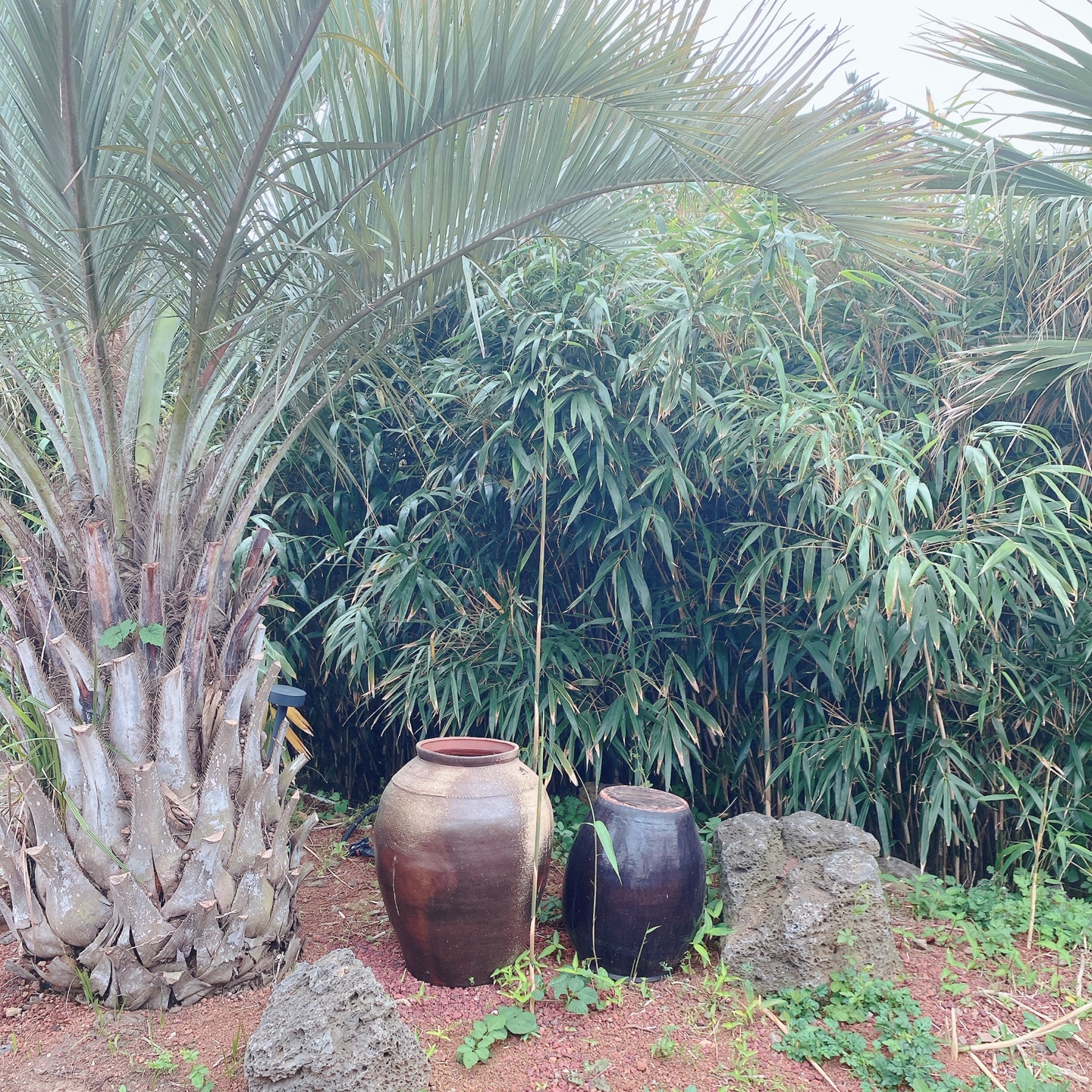 제주 서귀포 대정 서림연대 인스밀 곡물창고 개조카페 in's mill 보리개역 보리 청보리 제주 특산물