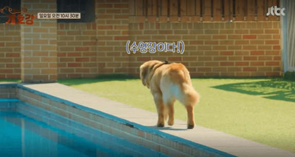 JTBC 힐링 예능 &amp;#39;집나가면 개호강&amp;#39;소개 &amp; 촬영지 정보