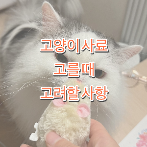 고양이 사료 고르는 법