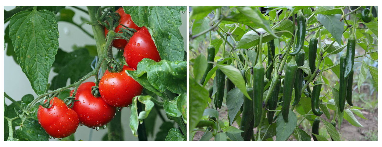 여름 베란다 텃밭, 어떤 작물이 잘 자랄까?