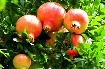 석류 재배 전정 요령 착과 관리 고온 피해 예방_8