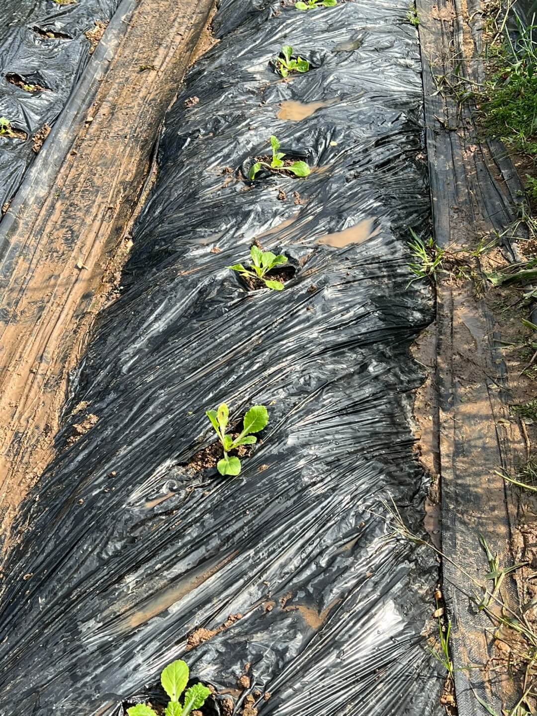 추월 배추 파종