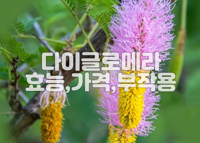 다이글로메라 꽃 이미지