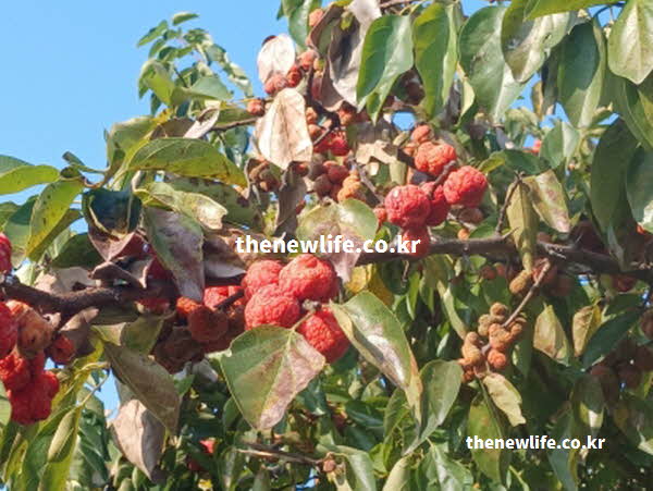 꾸지뽕 효능 영양 성분 실사진