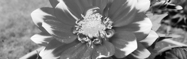 다알리아 키우기: 물주기