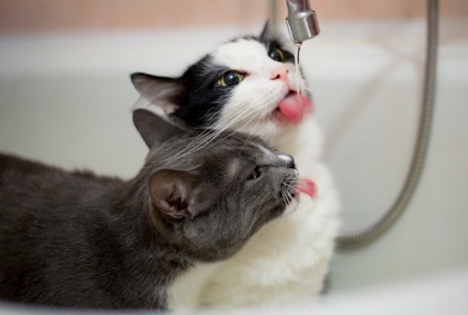 물을 마시는 고양이 두 마리.