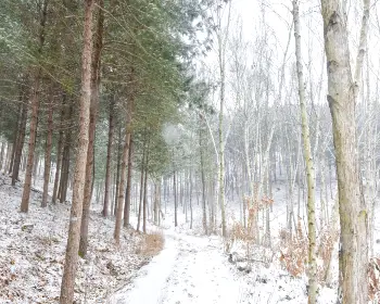 인제 자작나무숲_15