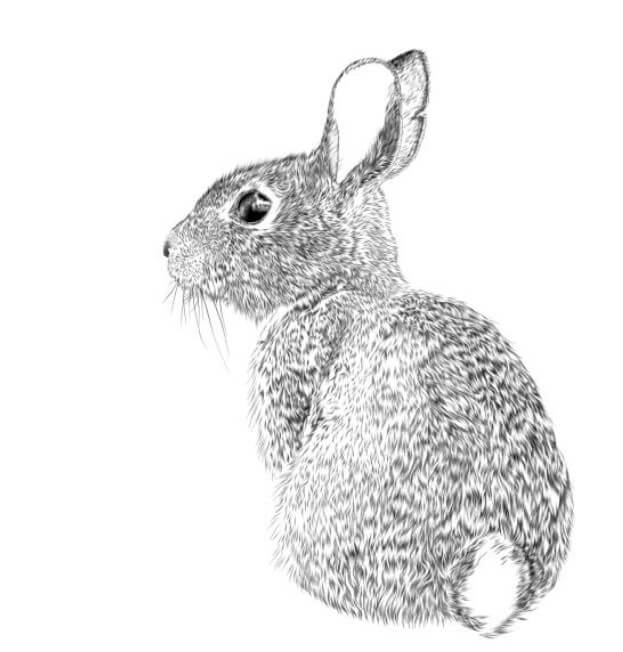 토끼띠와개띠궁합 