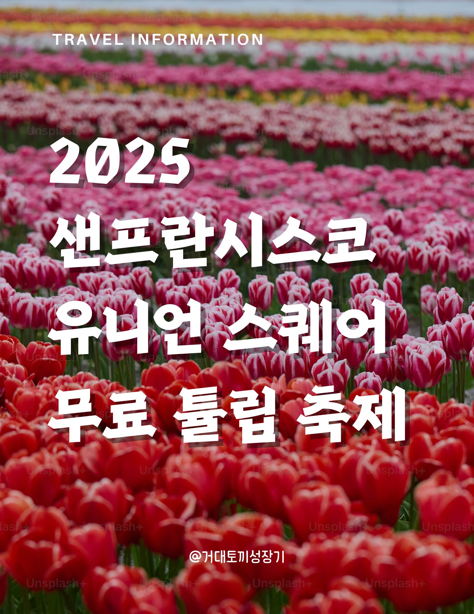 무료 튤립 축제