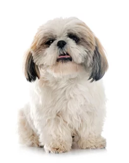 시츄/출처:어도비스톡