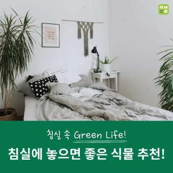 침실 식물 추천 공기정화기능 물주기 관리 향기 숙면 도움 되는 종류_3
