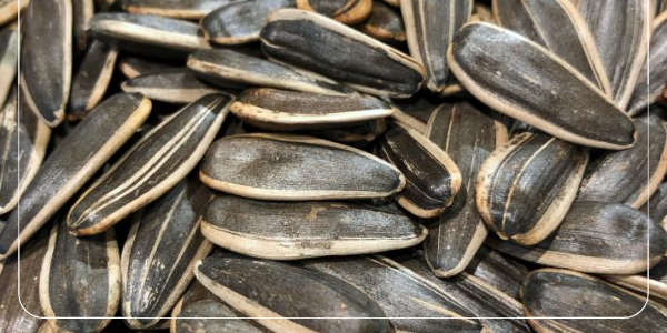 아르기닌이 풍부한 음식8