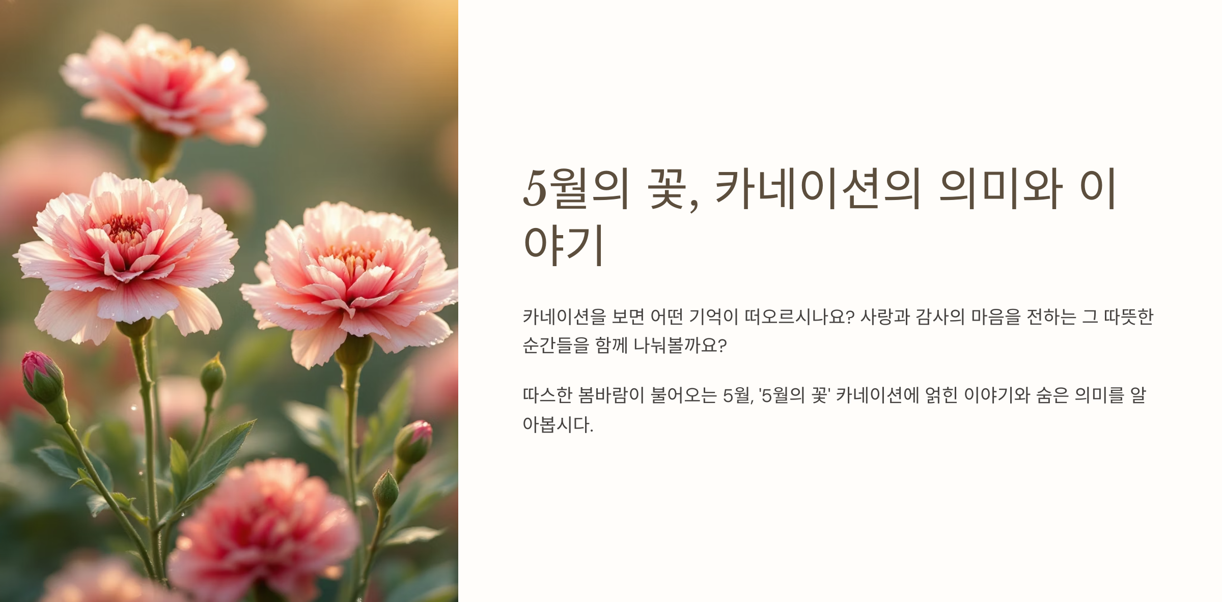 카네이션
