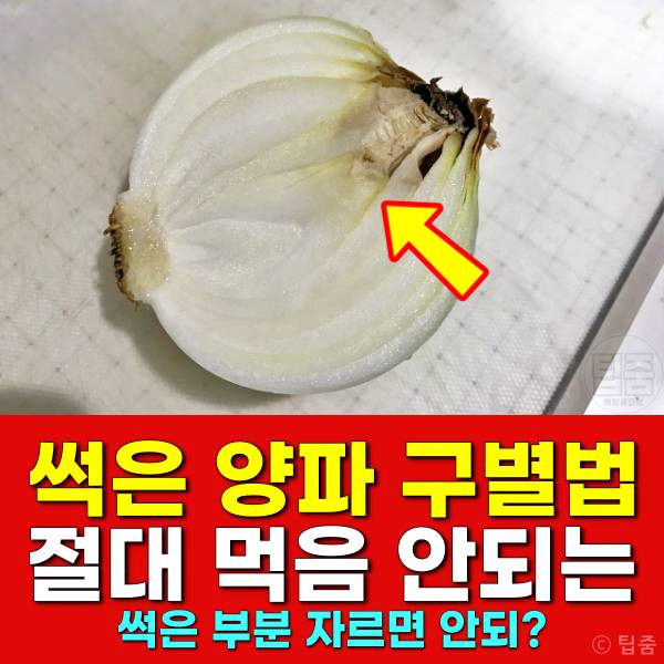 양파 썩은 부분 곰팡이 썩은양파 구별법
