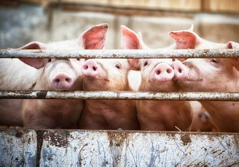 흰돼지꿈 백돼지꿈