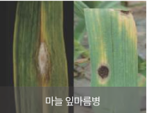 양파마늘병충해