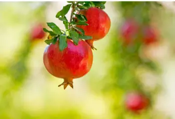 석류 가격 및 효능, 영양성분과 부작용