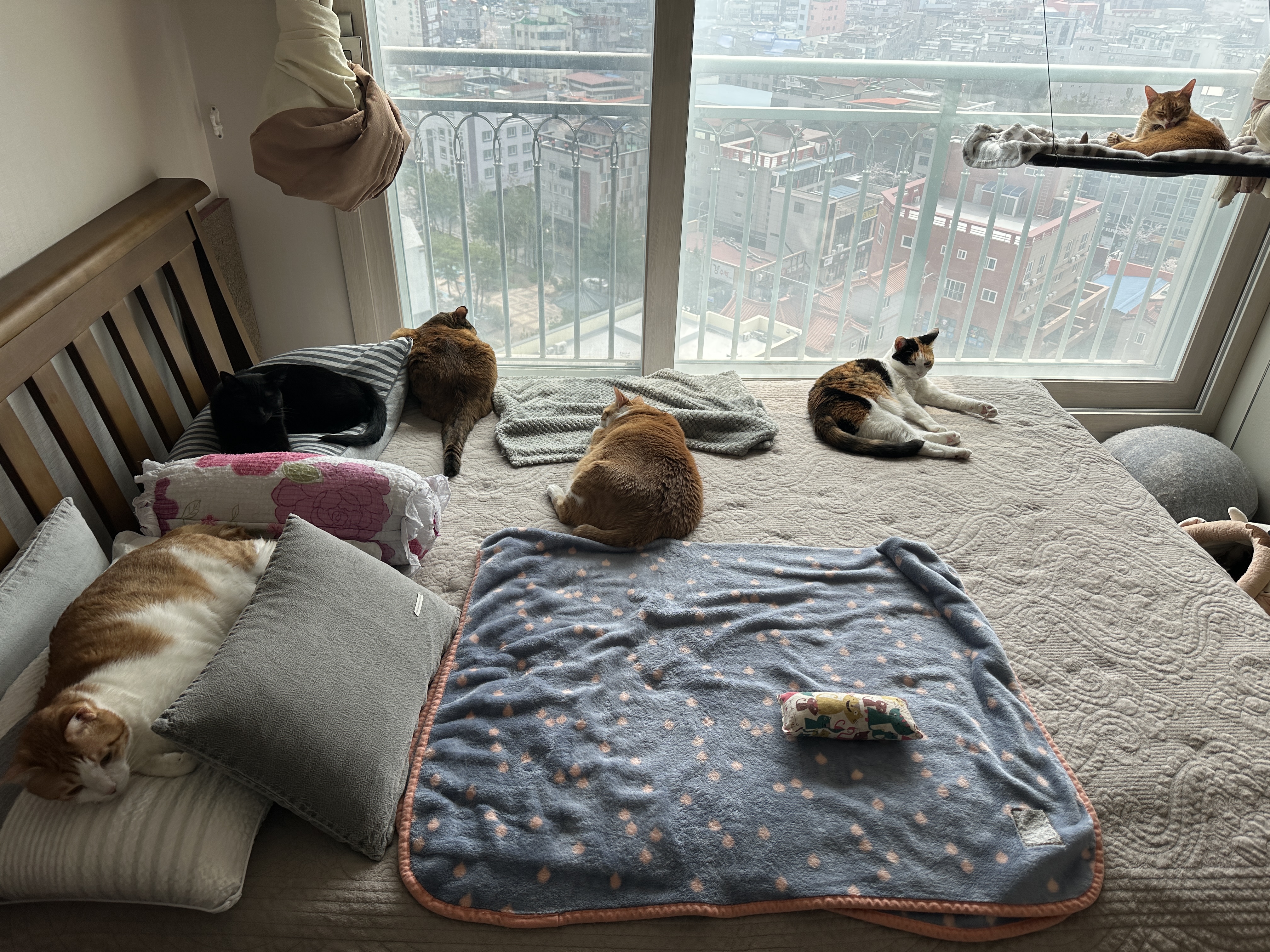 아홉냥이들의 평화로운 낮잠시간 모음 (feat.점점 밝은 고양이가 되어가는 사랑이)