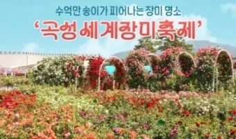 오늘이 아니라면 최적의 개화 시기는 언제인지 곡성세계장미축제에서 확인하세요_2