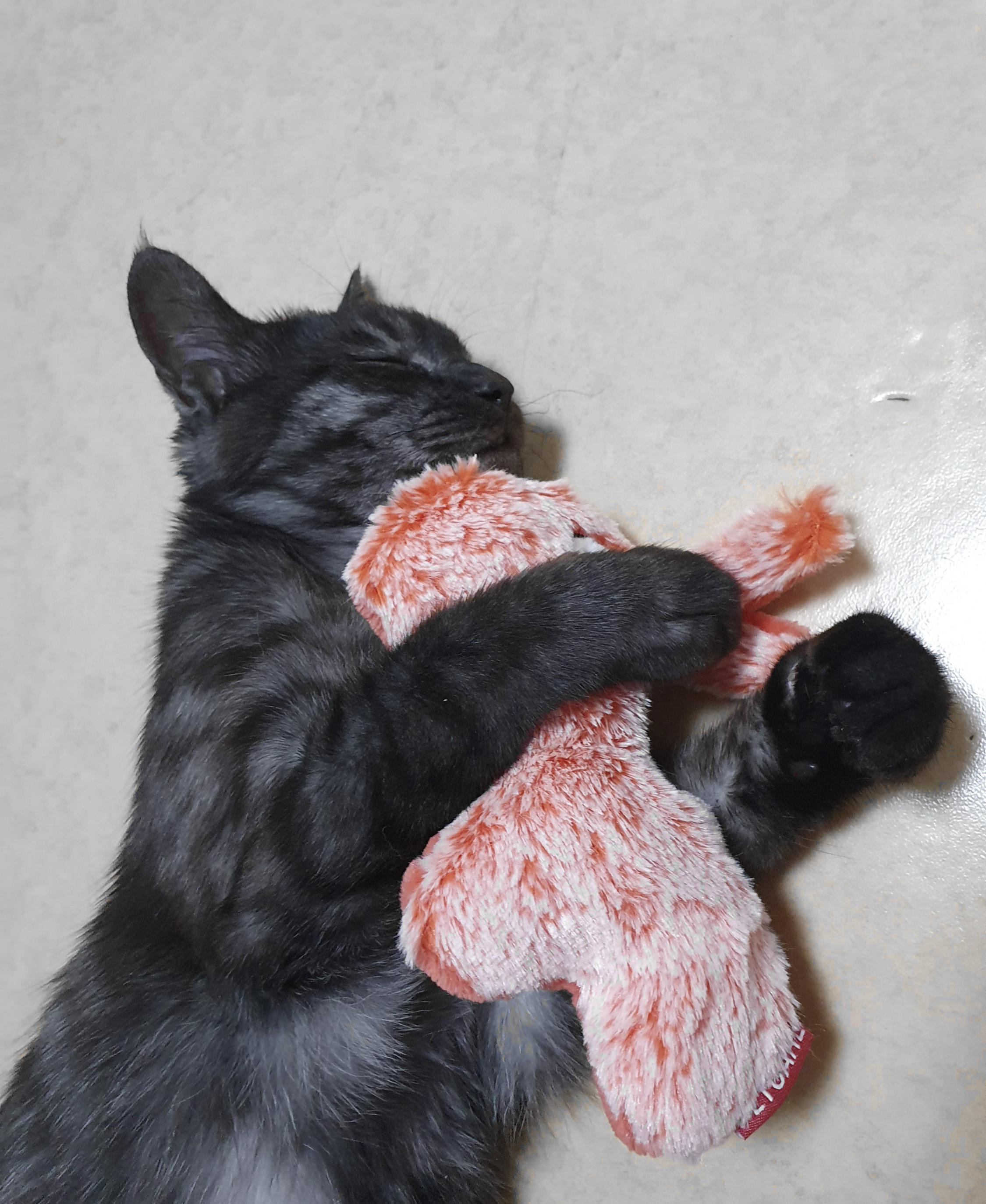 고양이와 애착인형