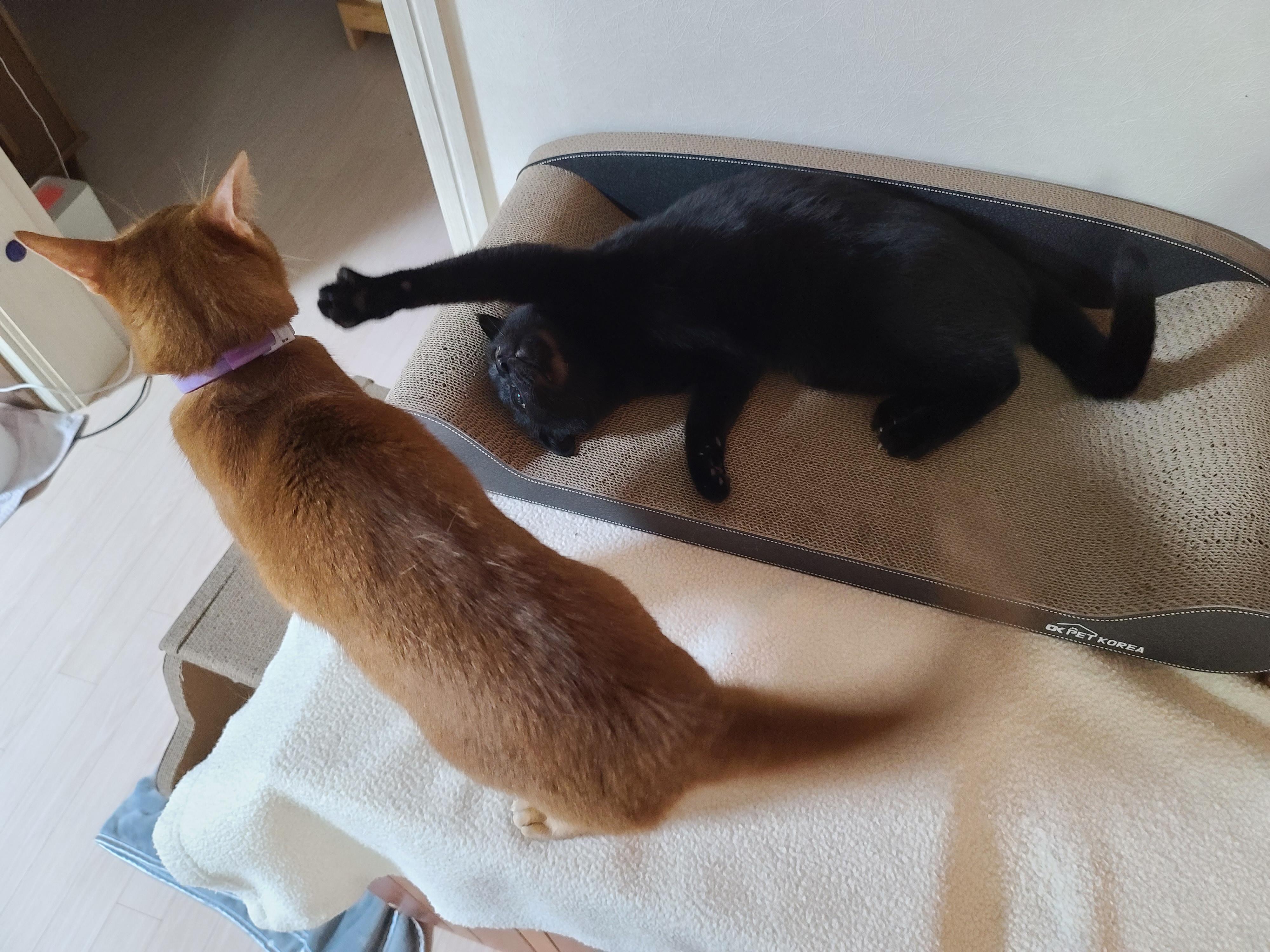 왜 이렇게 귀엽냥~!!(고양이 꼬리를 밟아버렸다!!)