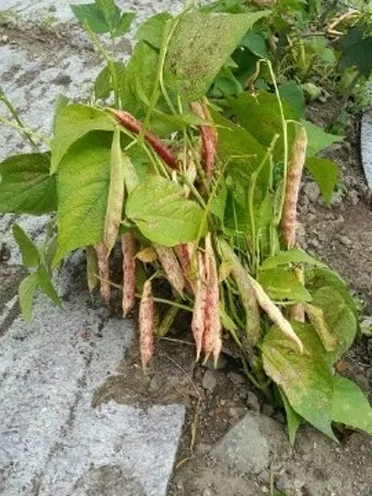 강낭콩 재배 파종 간격 잡초 억제 멀칭 요령_31