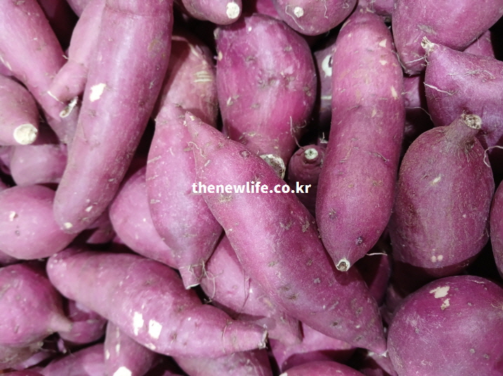 생고구마 영양 분석을 위한 실제 고구마 실사 사진