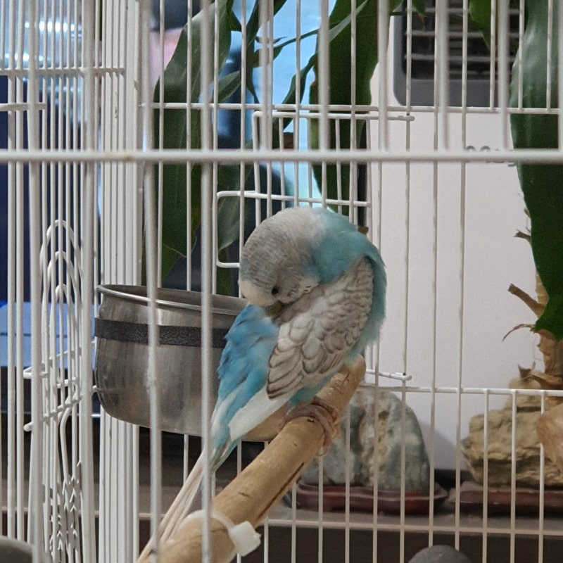 잉꼬새 말 가르치기