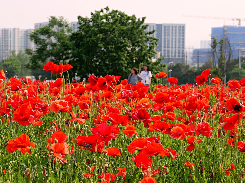 수원 탑동시민농장