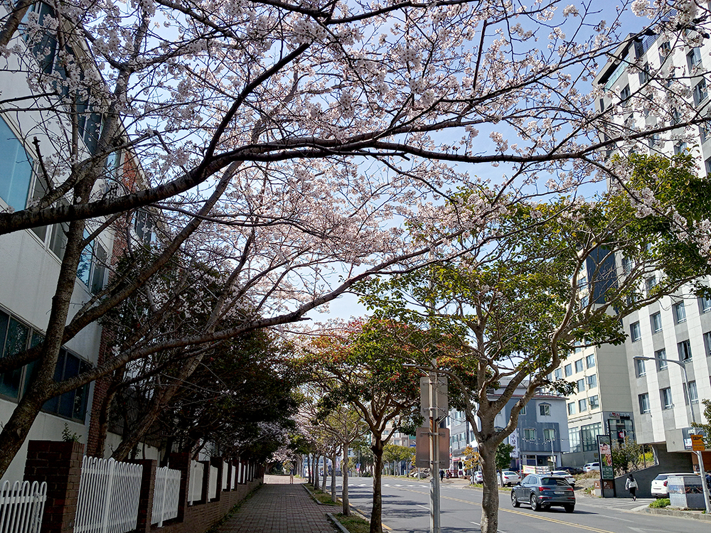 인싸들이 찾는 서귀포 핫플레이스 김정문화로 벚꽃길