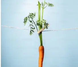 비트 효능