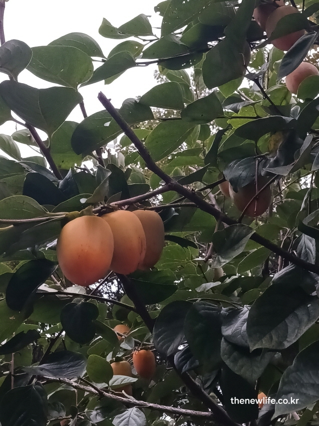 감나무 가지에 주황빛으로 익어가는 감 열매의 근접 실사, 자연 속 감 효능을 보여주는 장면