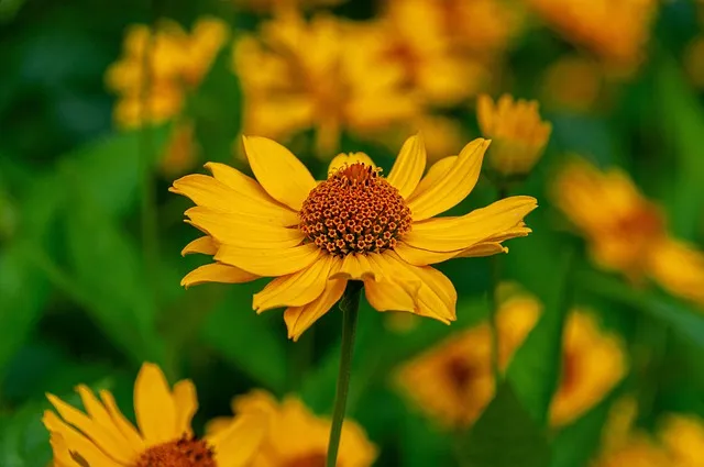 덴탈픽 DP1300K PLUS 휴대용 구강세정기 후기 및 추천 정보로_9