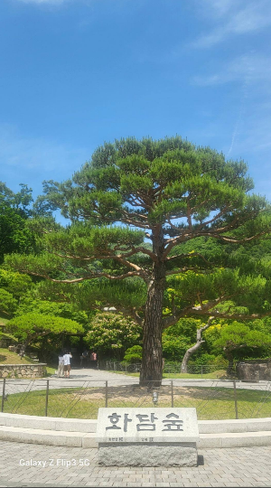 화담숲 소나무