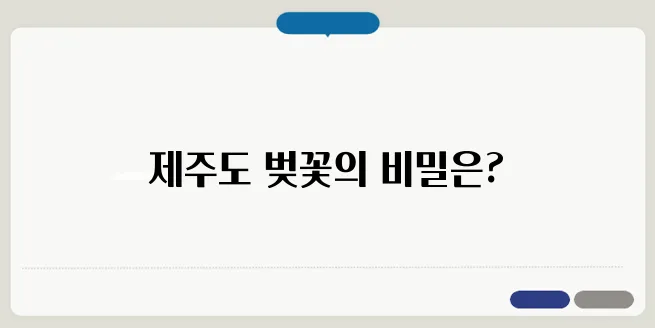제주도 벚꽃 개화시기 & 벚꽃 명소 BEST 7