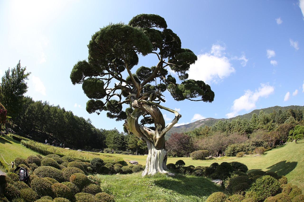 밝은 태양 아래에 웅장하게 서 있는 거대한 나무를 보여주고 있습니다. 