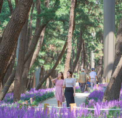 제3회 장항 맥문동 꽃축제