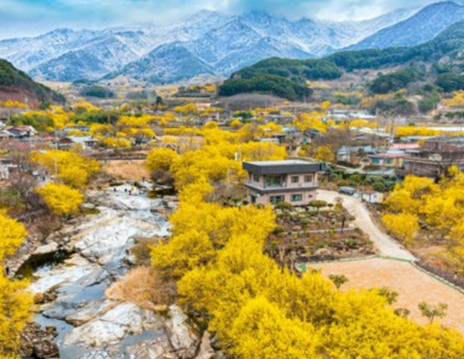 구례 산수유 축제 일정, 주차, 주변 여행지 안내