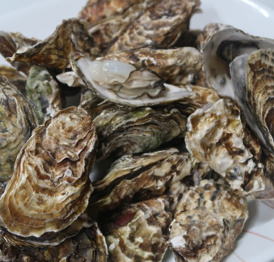 굴 제철 시기3