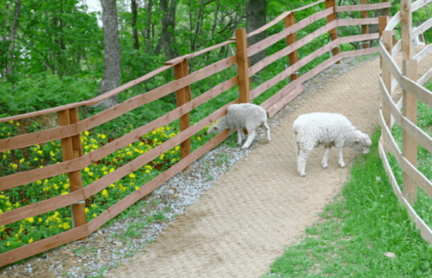 강원도 겨울 반려동물 애견 동반 여행지 추천