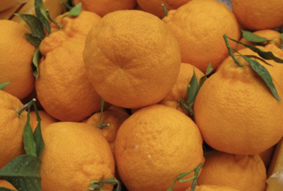 귤 제철