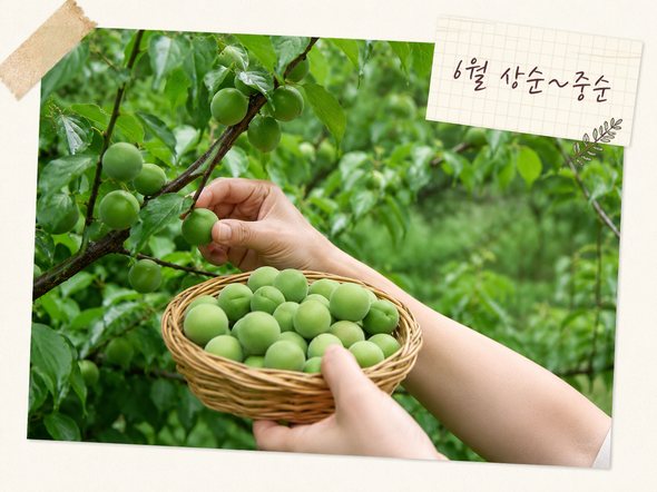매실 수확시기