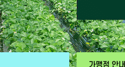 Tile 11